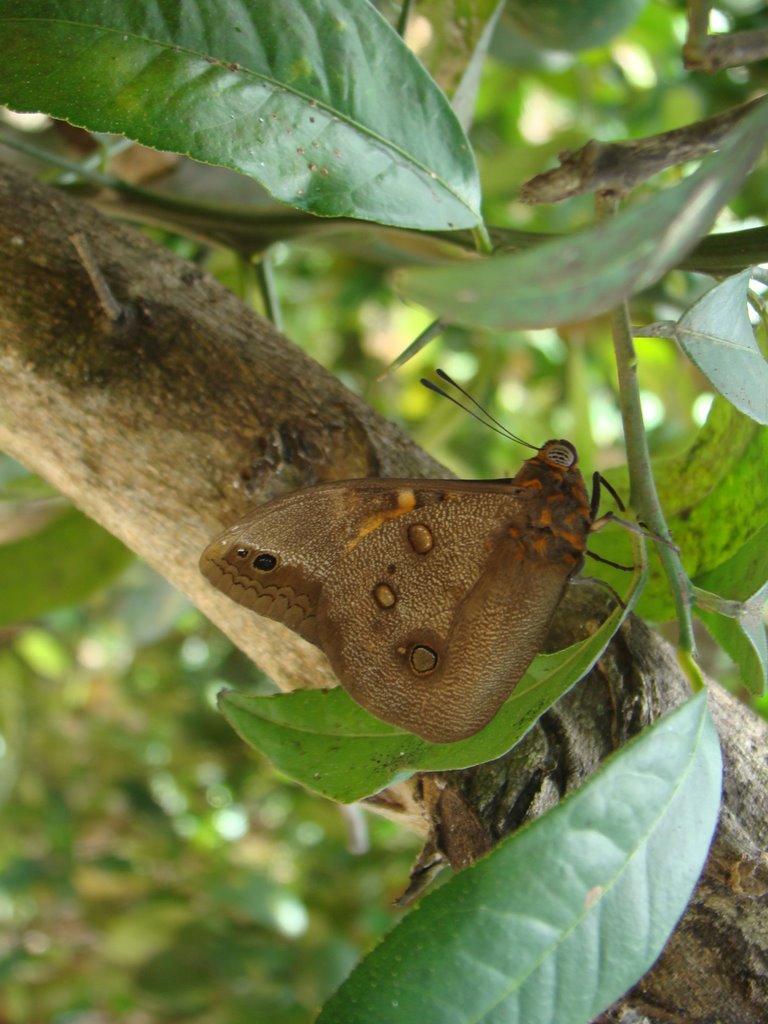 Borboleta no quintal da casa de Gargaú/RJ. by Paulo Noronha