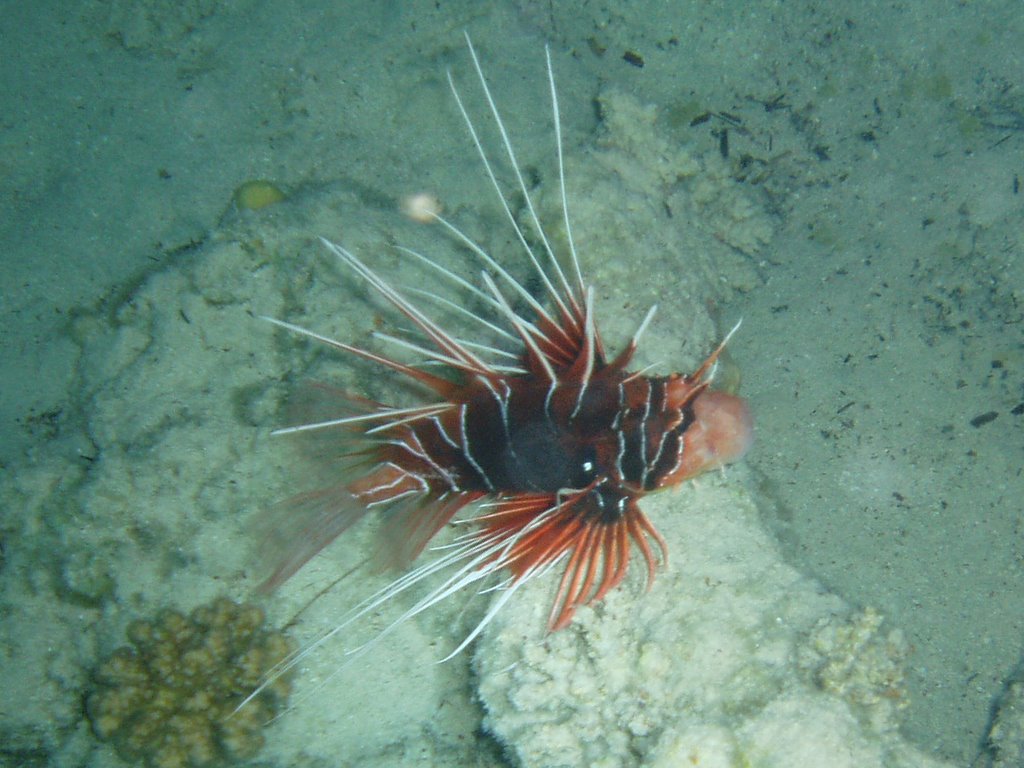 Lionfish - Marsa Alam by renate.kapl