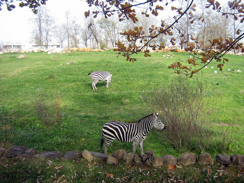 Zebra by Cemil özkan