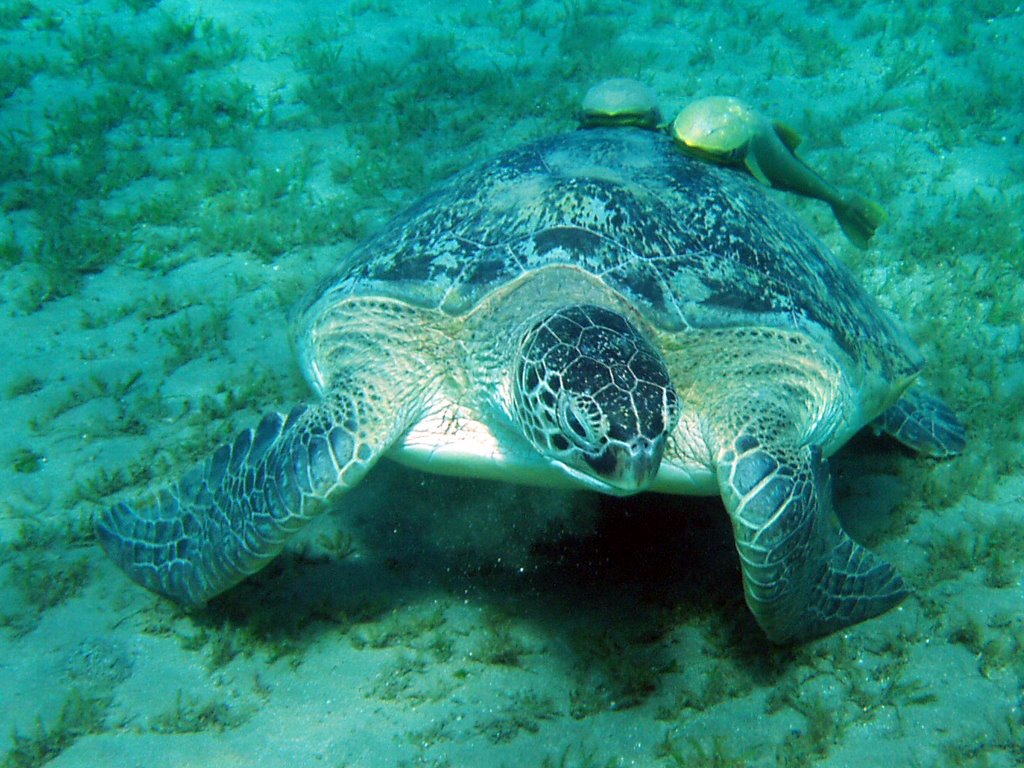 Schildkröte - Marsa Alam by renate.kapl