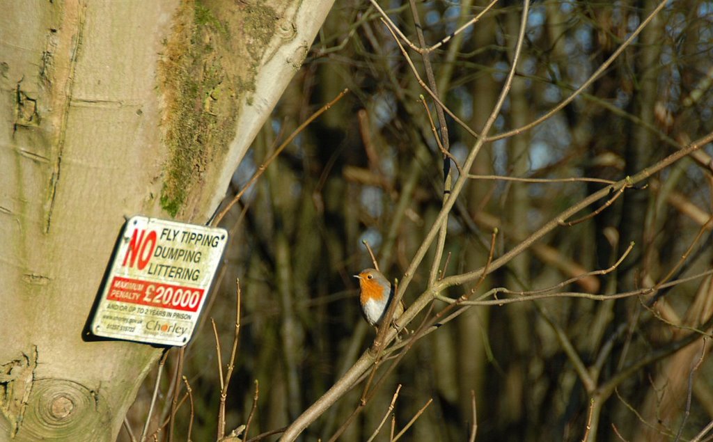 Robin by David Humphreys