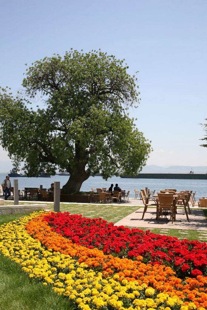 Gebze Eskihisar Sakız Ağacı Parkı by 62tuncay