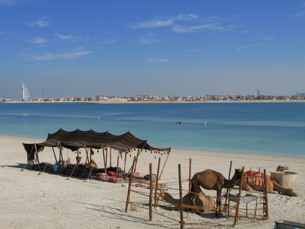 Dubai - Atlantis - Dromedaries on the beach by Luca Bovio