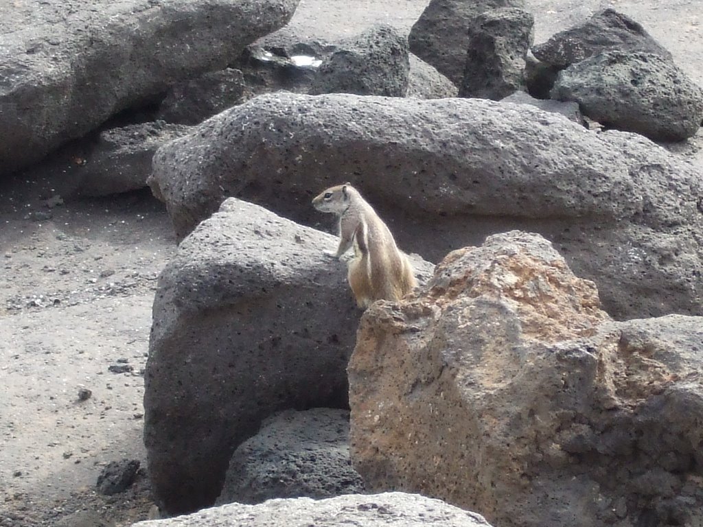 Chipmunks on Coastal path by r davis