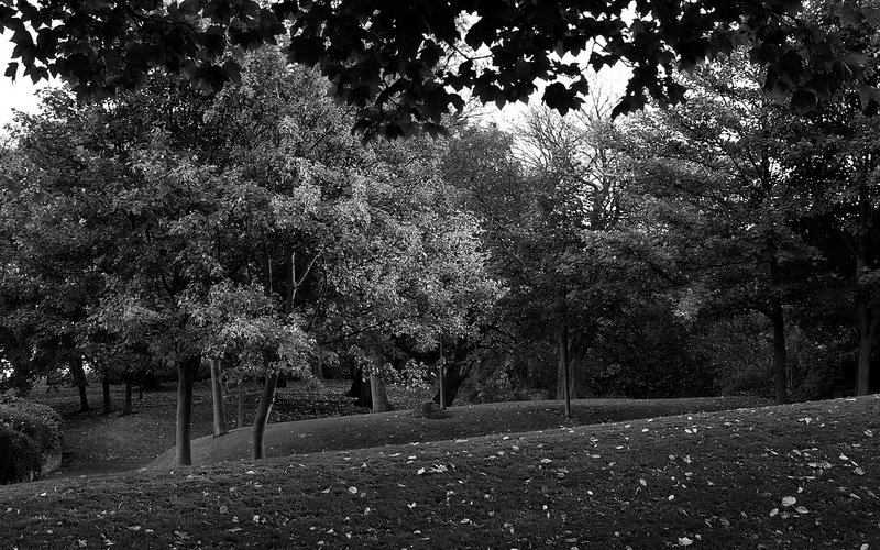 Trees in Mowbary Park by somaliayaswan