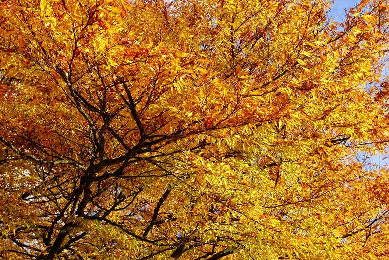 Amazing autumn leaves in the Hexham Abbey Garden by somaliayaswan