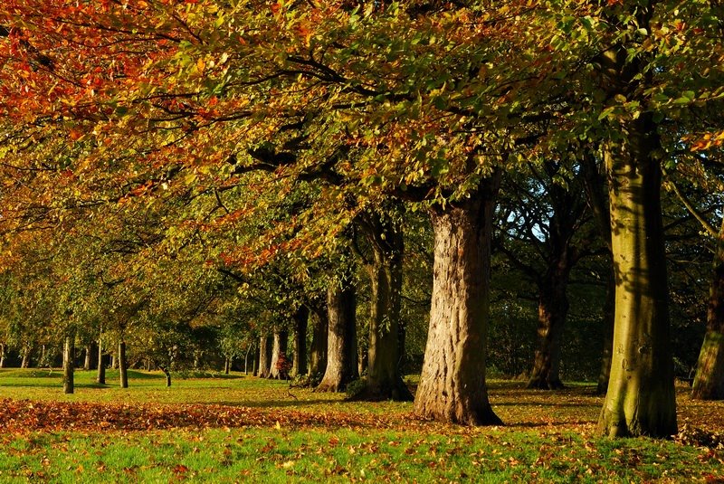 Autumn View in the Avenue of Tyne Green by somaliayaswan