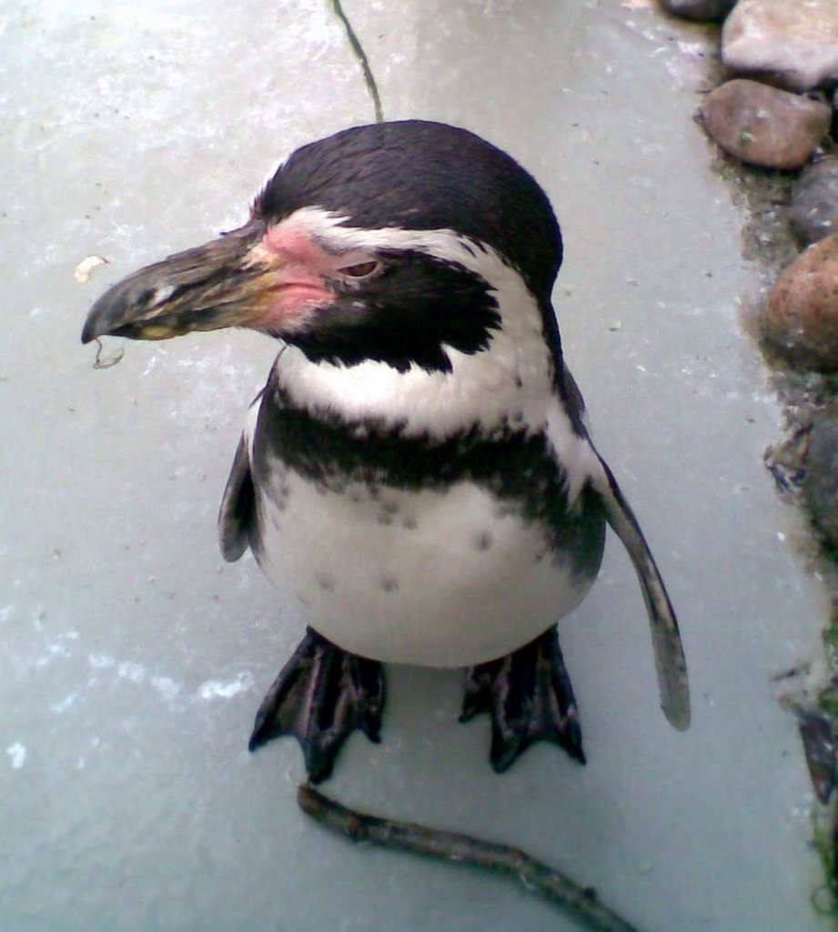 Penguin in zoological gardens by marialarsen