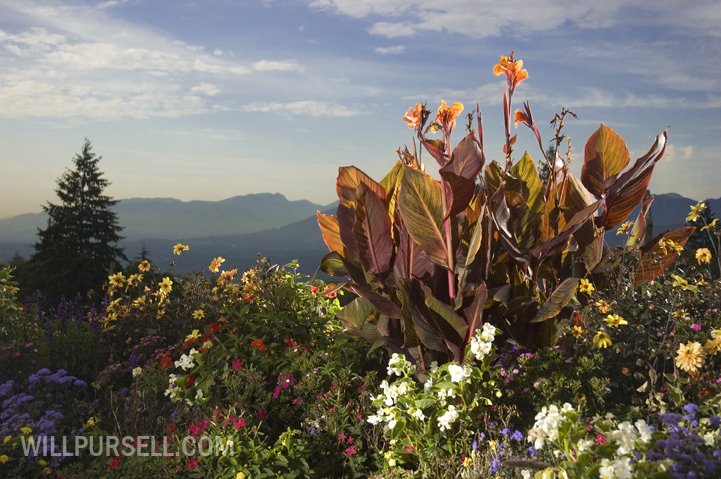 Flowers by willpursell