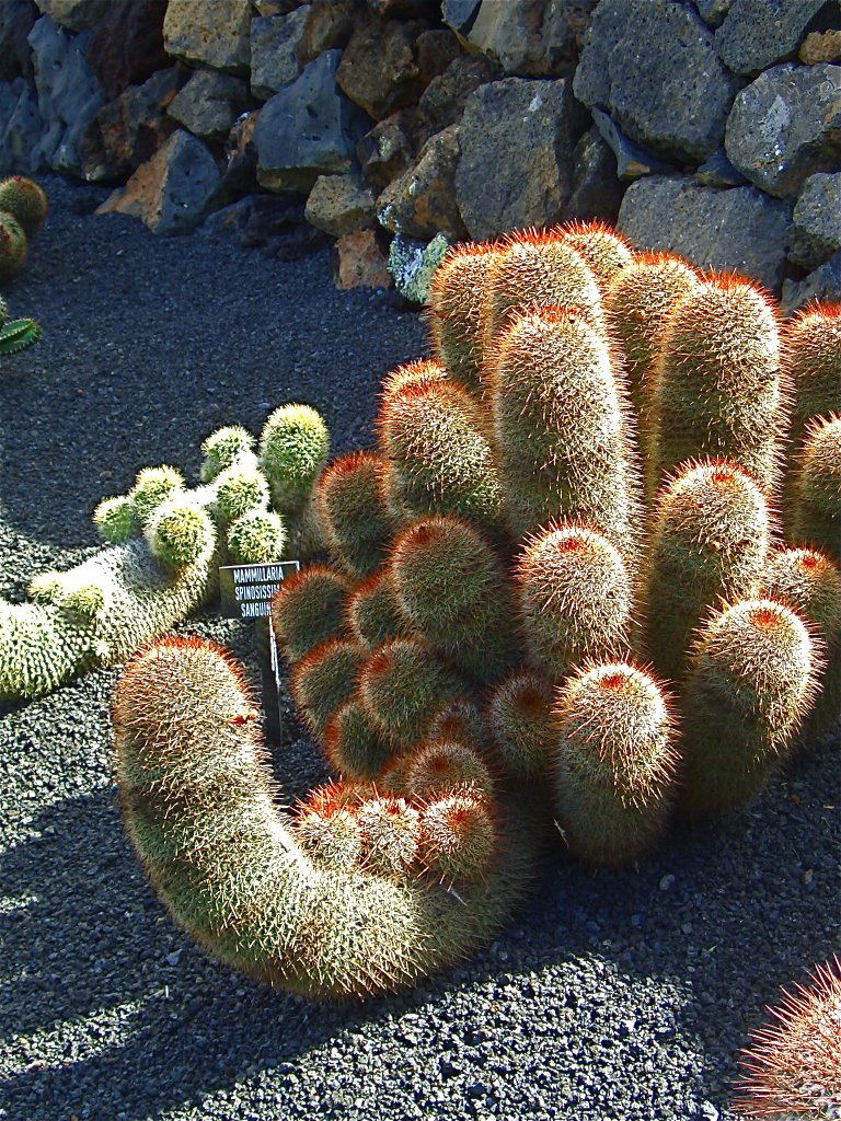 Isla de Lanzarote:Jardín de Cactus by Antonio Guillen