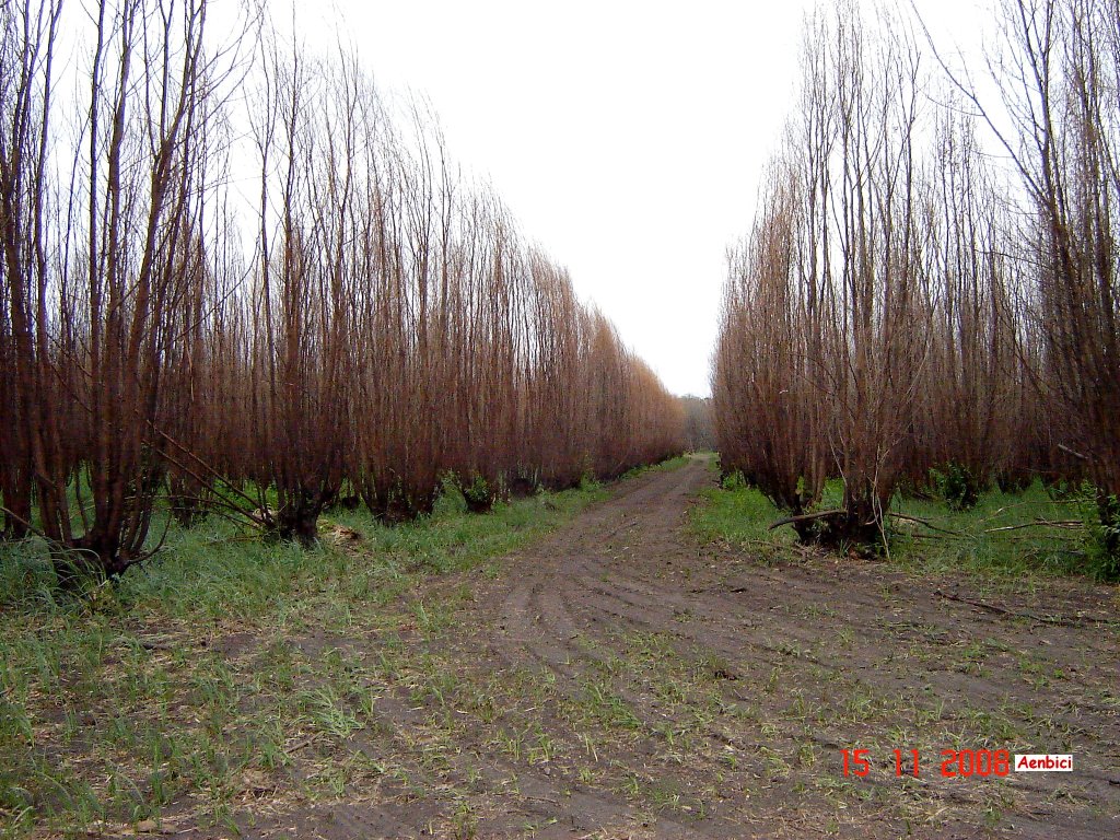 Isla Talavera Delta (www.aenbici.blogspot.com) by Aenbici Andres