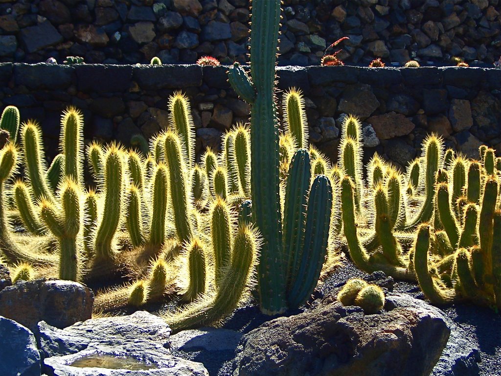 Isla de Lanzarote:Jardín de Cactus by Antonio Guillen