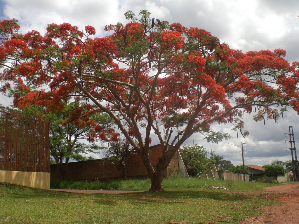 Flamboyant - Ponta Porã - MS - Brazil by Paulo Yuji Takarada