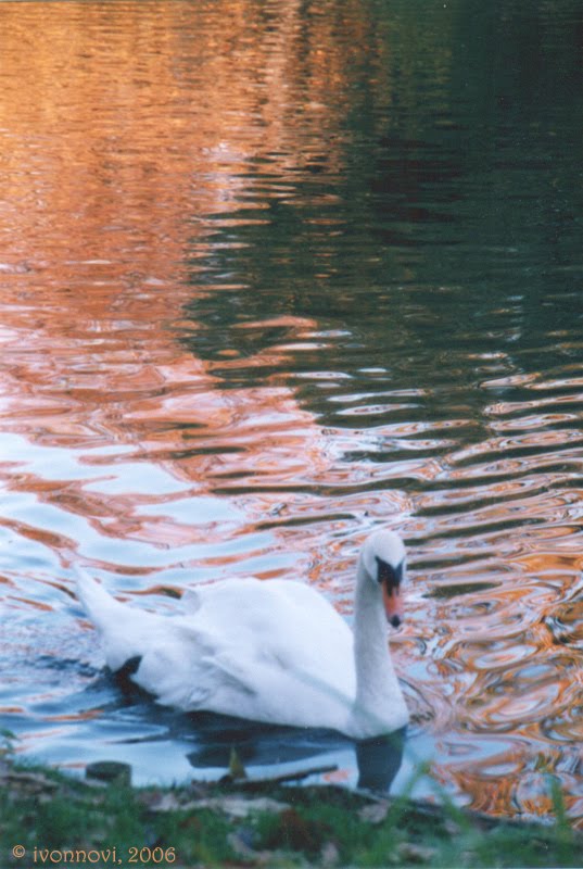 Swan bringing autumn in Lazienki Park / Łabędź z jesiennym welonem by Ivonna Nowicka