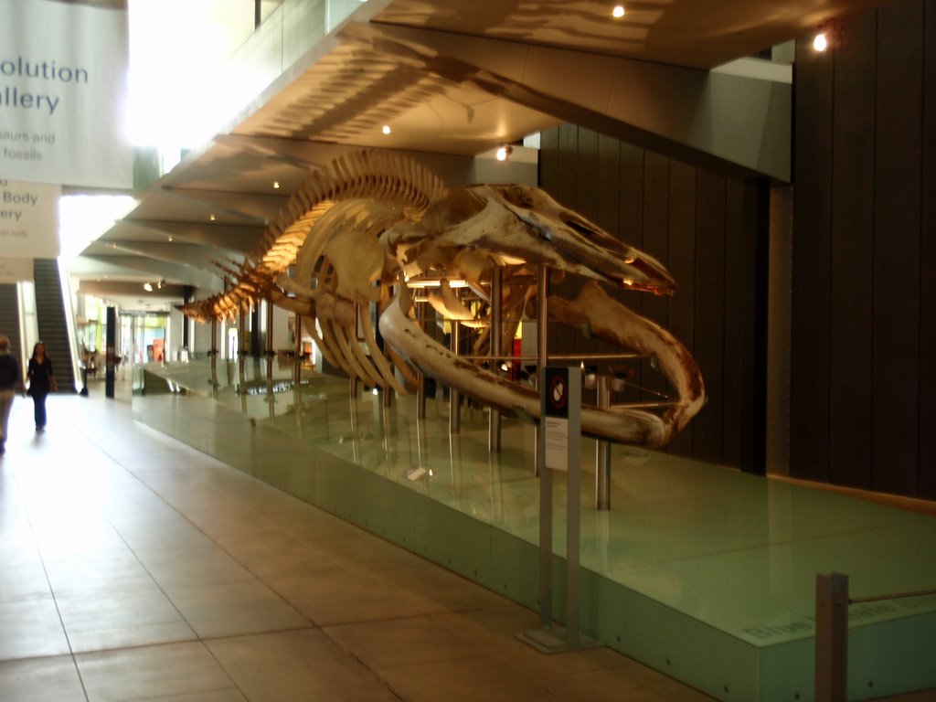 Melbourne Museum - Whale by vtreshten