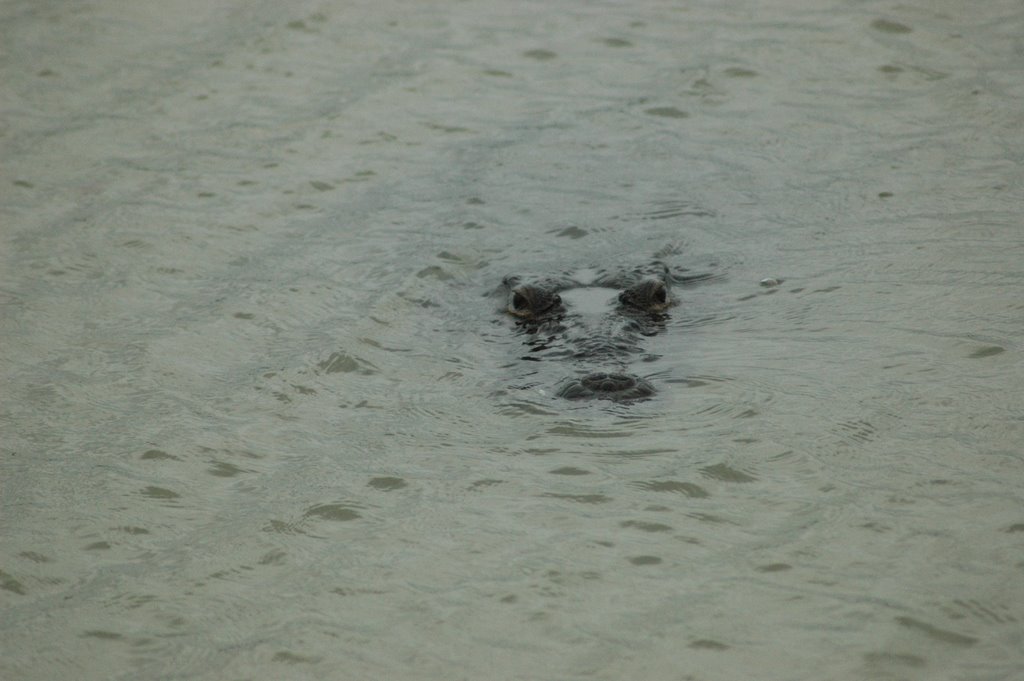 Crocodile's eyes in Coba by Dario Agalbato