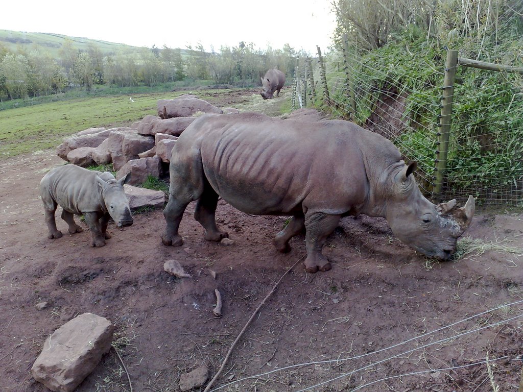 Nice rhinos ' by justin batey