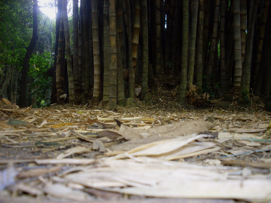 Parque da Água Branca by Lice Dello Russo Lop…