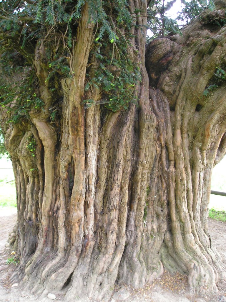 Old yew. by sannyjono