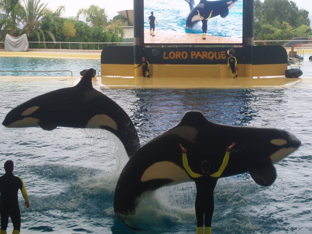 Orcas en Loro Parque by J-G-H