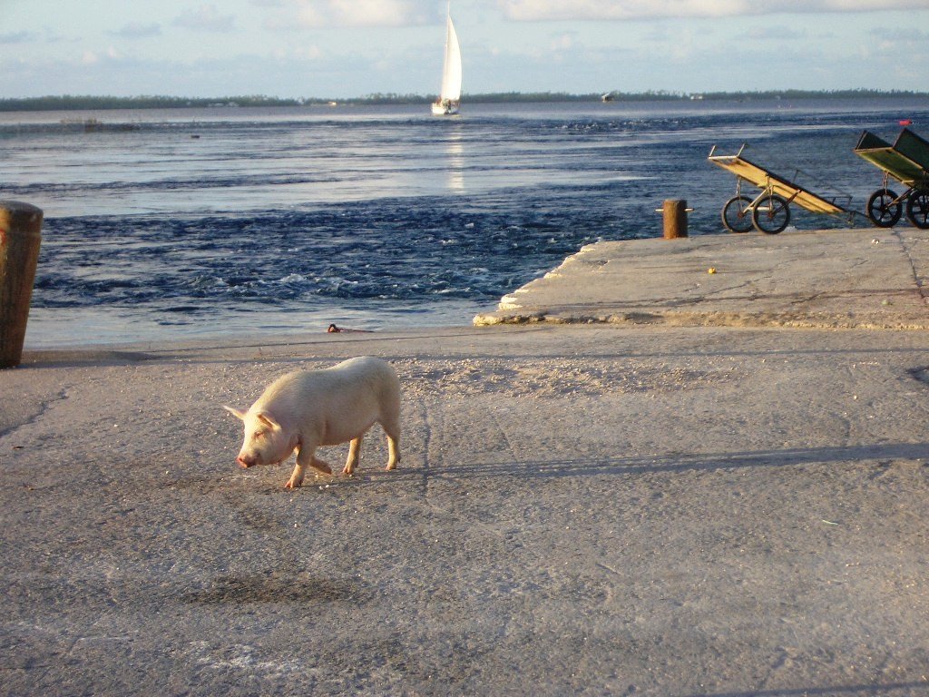 Manihi Pig by Greg & Teri Weeger