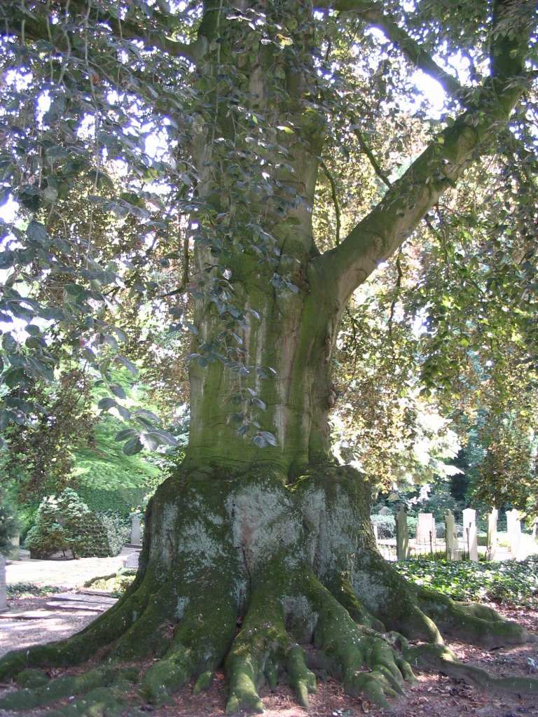 Biggest beech in the Netherlands by © ARTHURdXYV