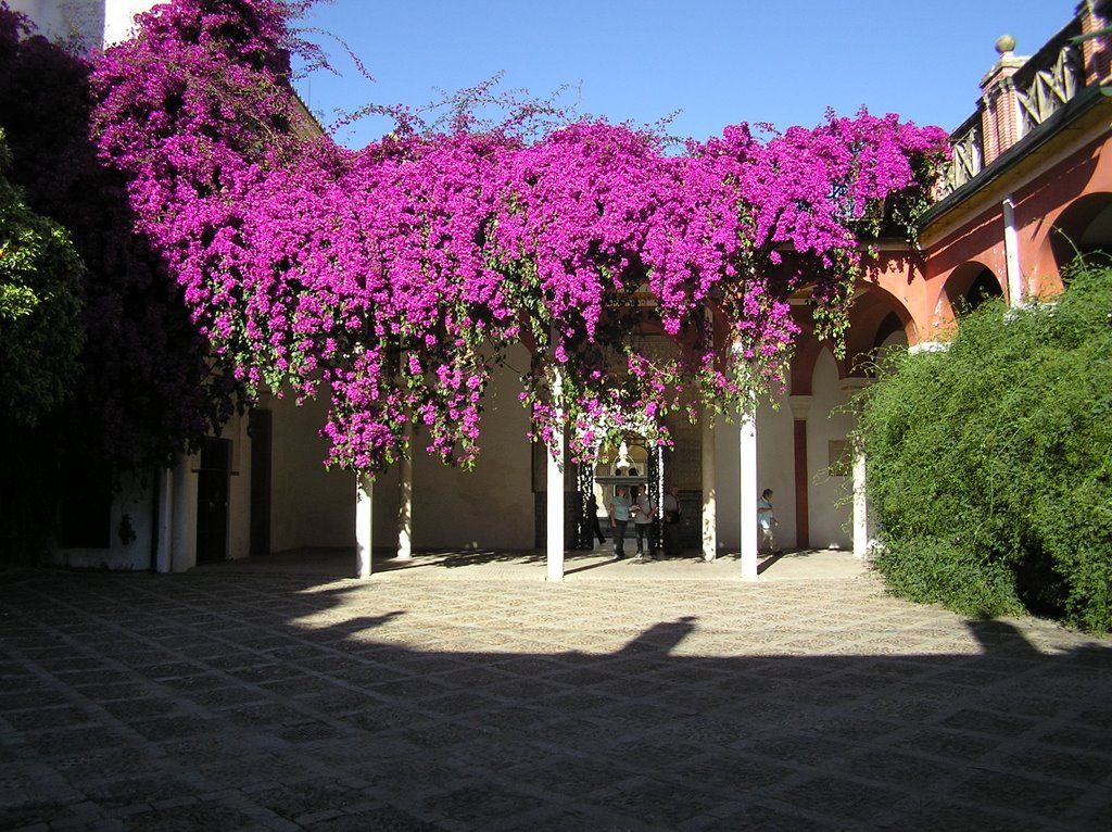 Alte Bougainvillea in der Casa de Pilatos by Uli.F