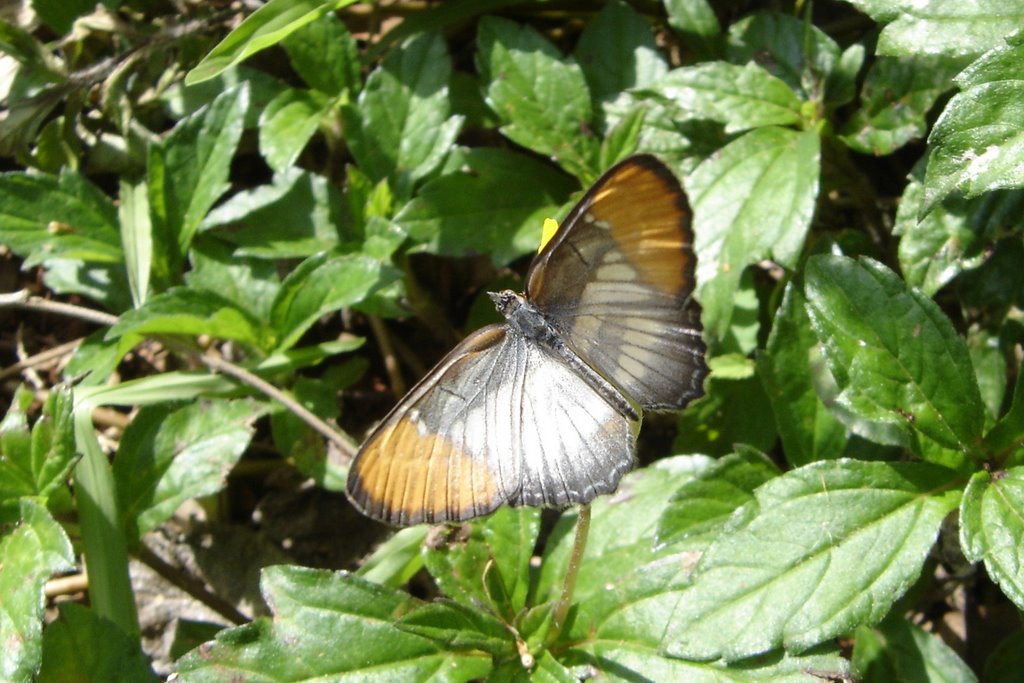 Lepidoptera brasiliense by Aluisio Ribeiro 2