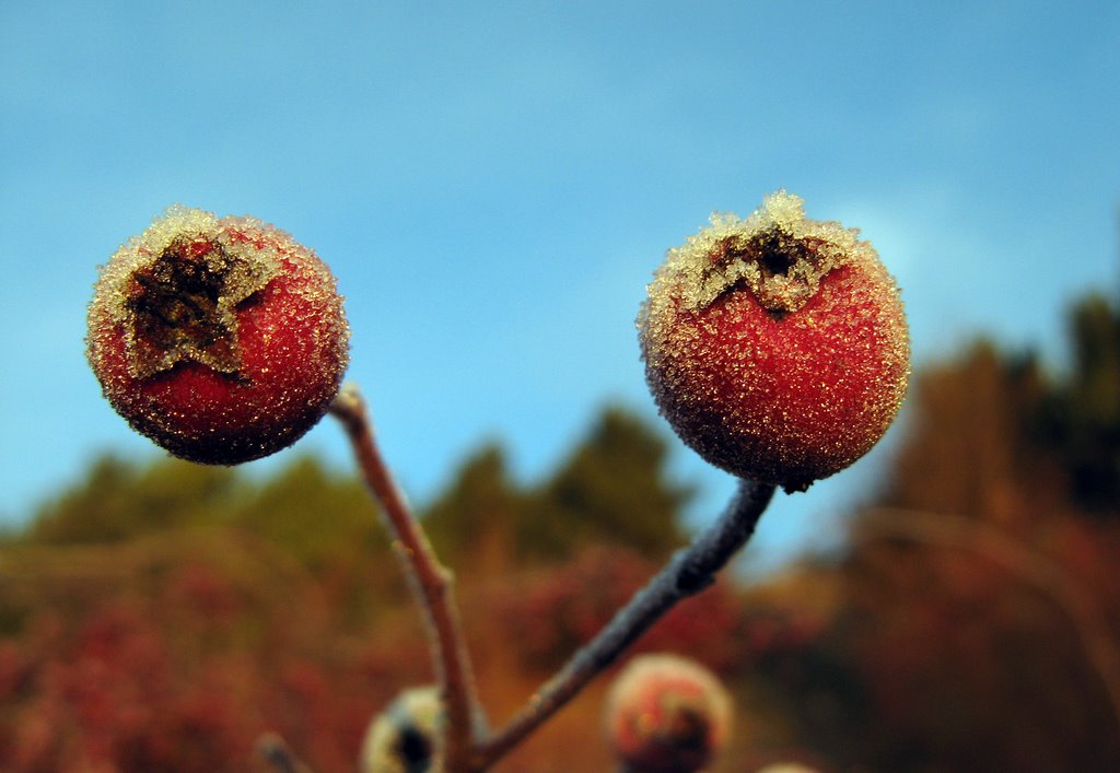 Ice on berries by Finn Lyngesen