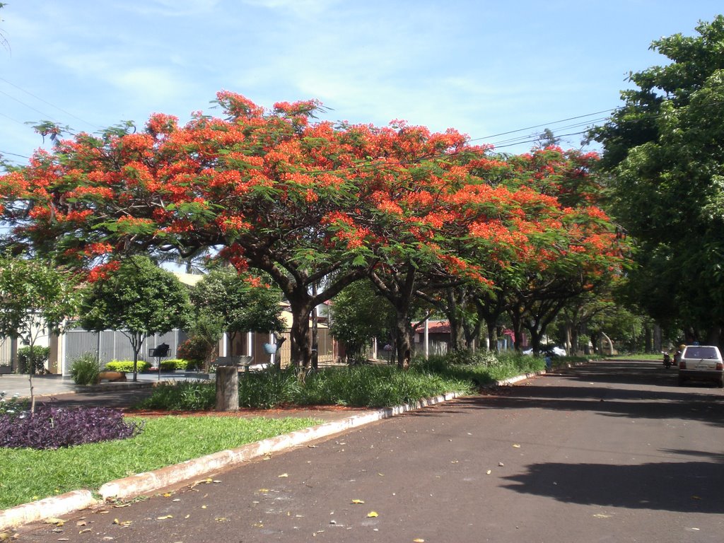 Flamboyant - Dourados - MS - Brazil by Paulo Yuji Takarada