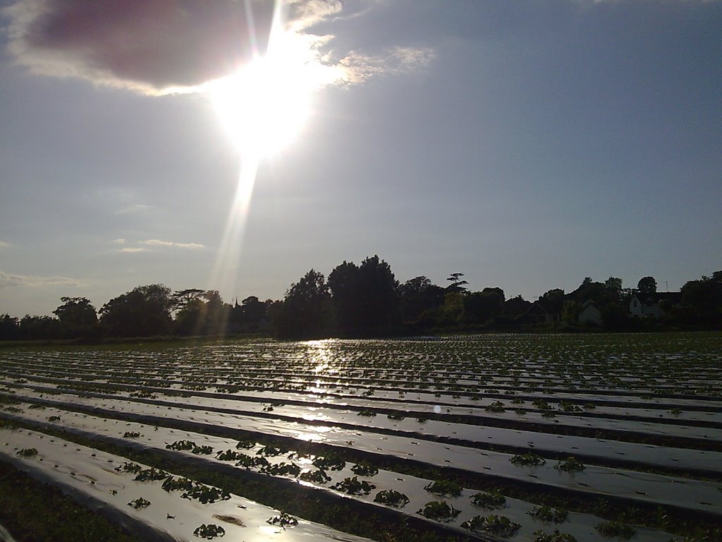 Sun over courgettes by geanner19