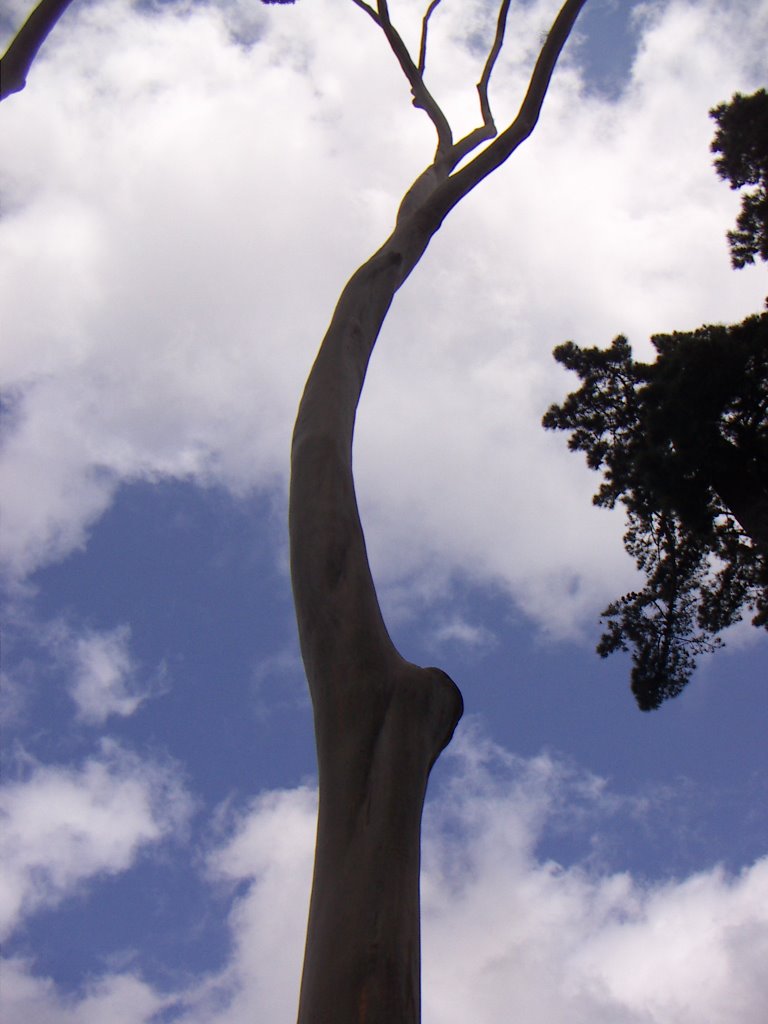 Tree, Auckland Zoo by nojon