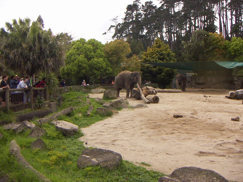 Elephant Clearing, Auckland Zoo - Kashin and Burma by nojon