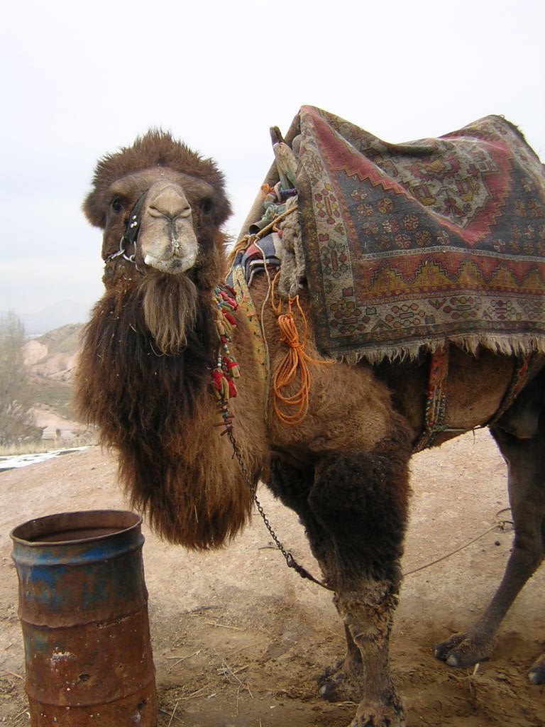 Kapadokia-uchisar - camel ..... his name.. moris by eleni petraki