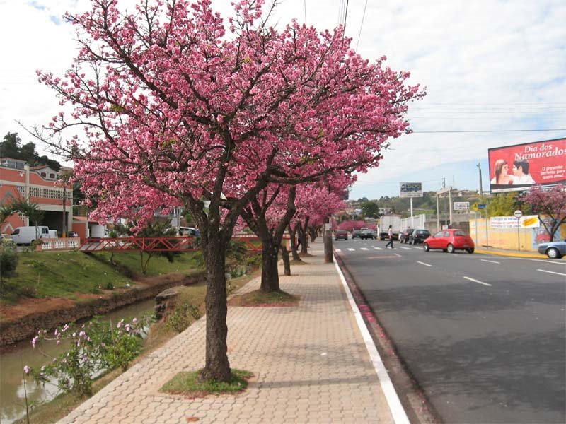 Avenida Marginal by jrcol