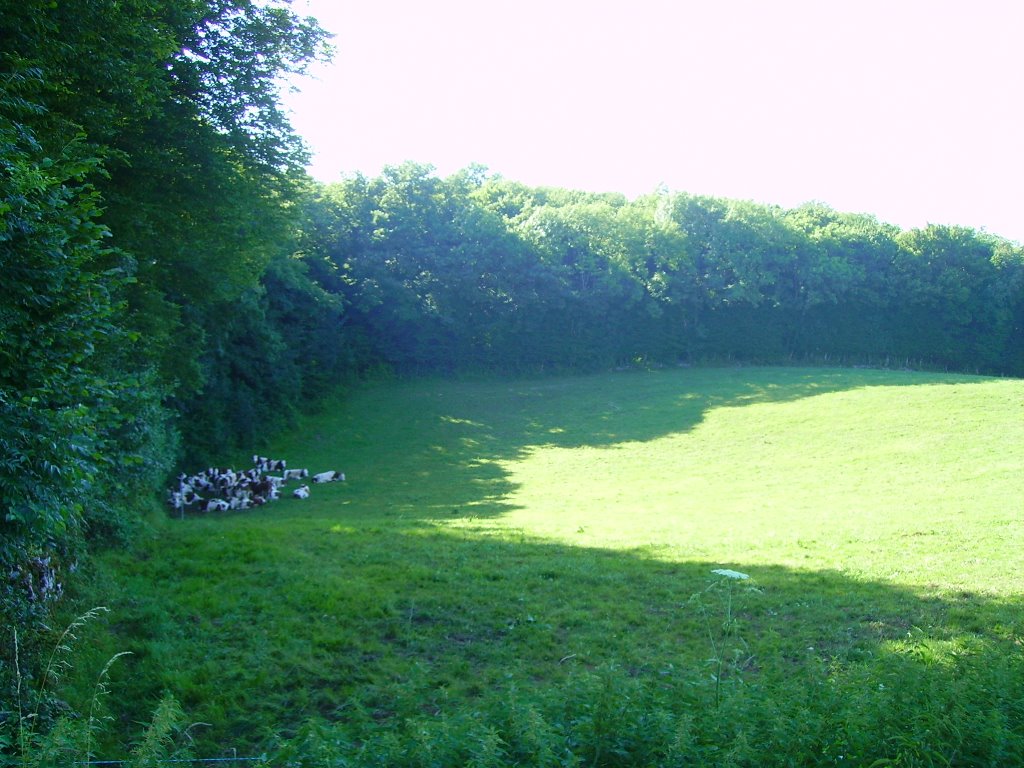 Vaches groupées a l'ombre dans un pré by toad69