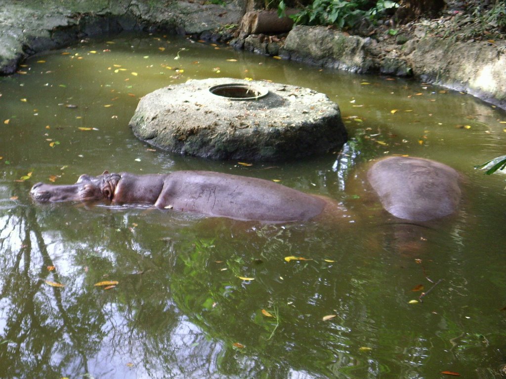 Manila Zoo by Franck Landais