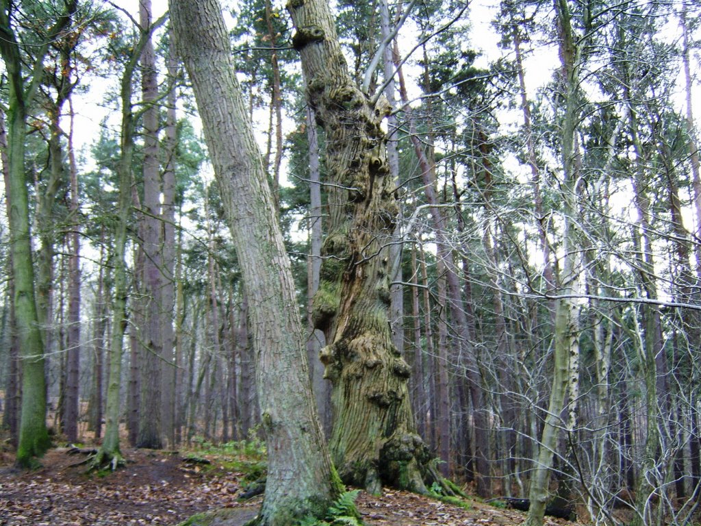 Forest scene, Knobbly tree. by John Mulder