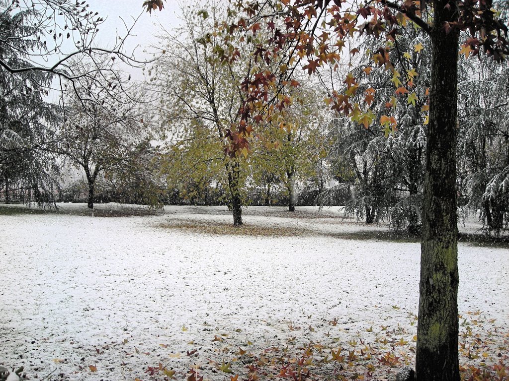 Alberi al parco Spinelli by osvi