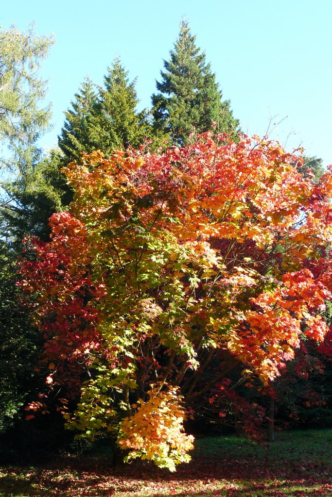 Westonbirt. by A Davies