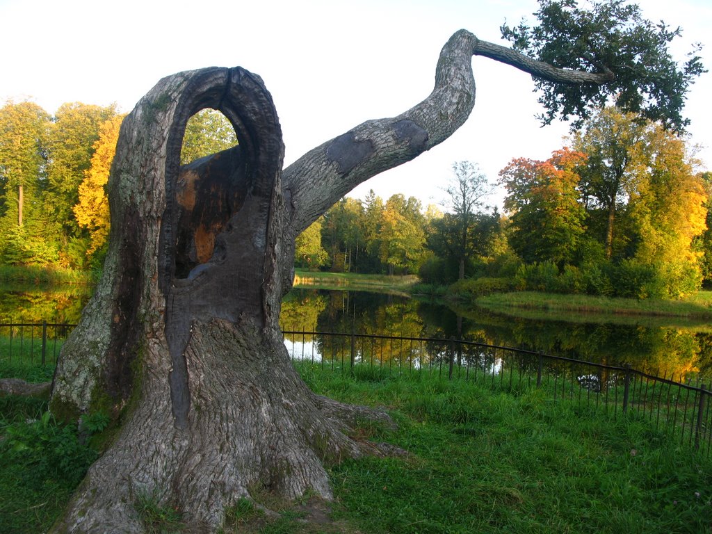 Hollow tree (Дуплистое дерево) by Savinov Ilya