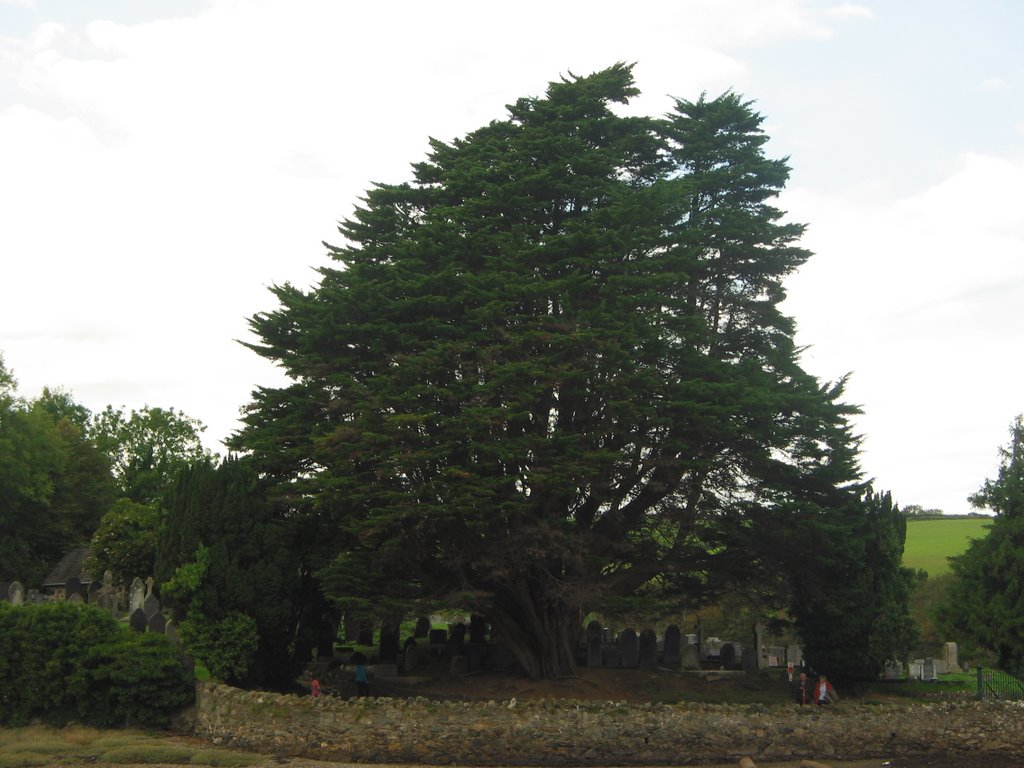 Lebanon cedar? and graveyard by Karim Musalem