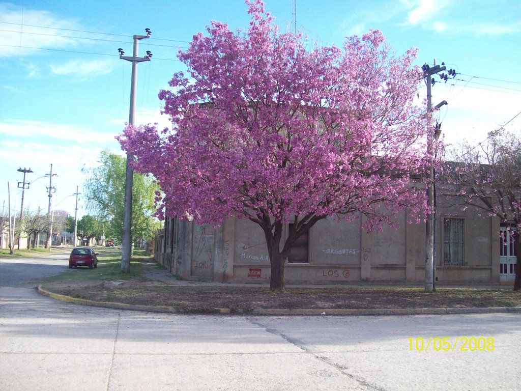 Carcaraña arbol en flor by jahuer