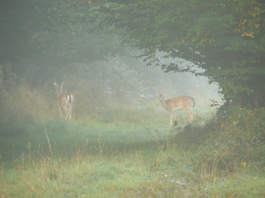 Autumn Mist Hatfield Forest by phil hassler