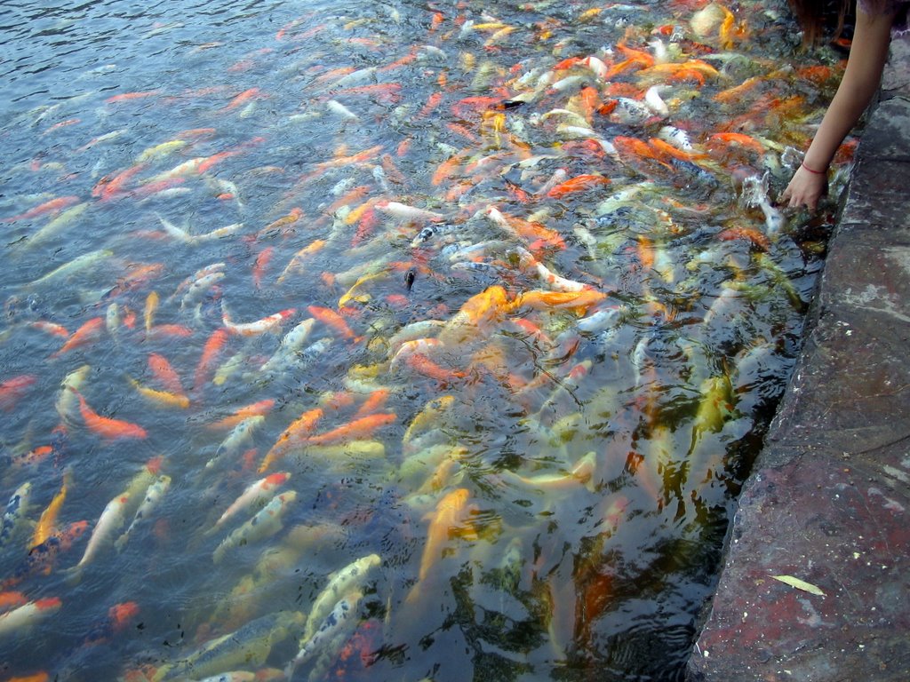 Fish in nanjing by gary-chen