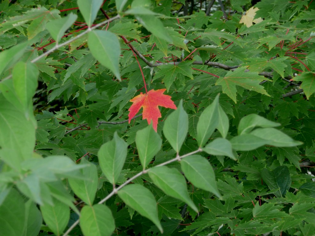 Autumn is a second spring, where every leaf is a flower (Albert Camus) by Carol Jackson