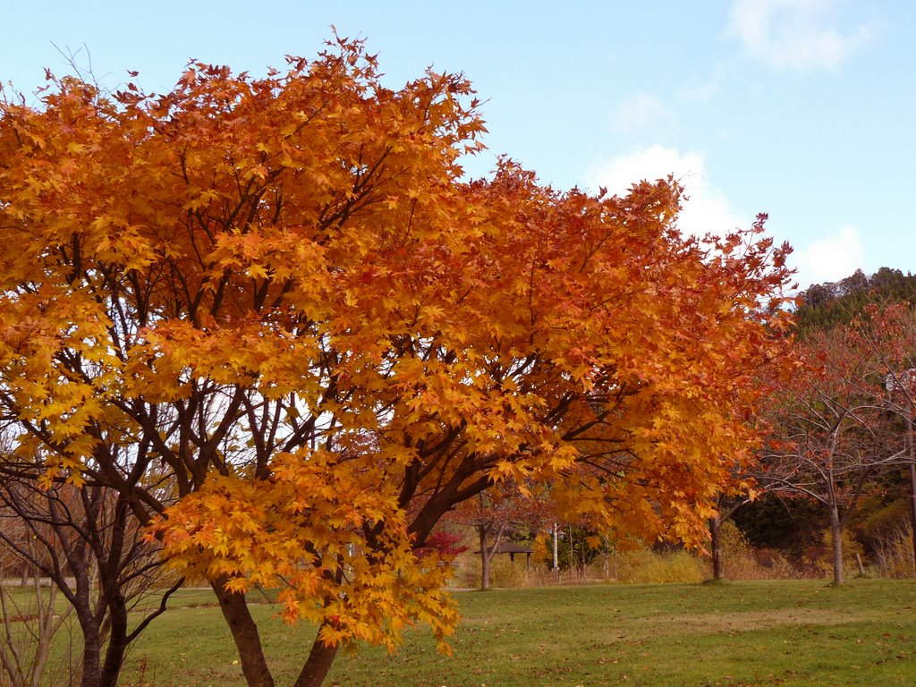 三厩やすらぎ公園の紅葉 by kk71