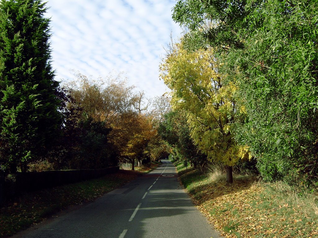 Leafy lane at Southill by Peter_private_box