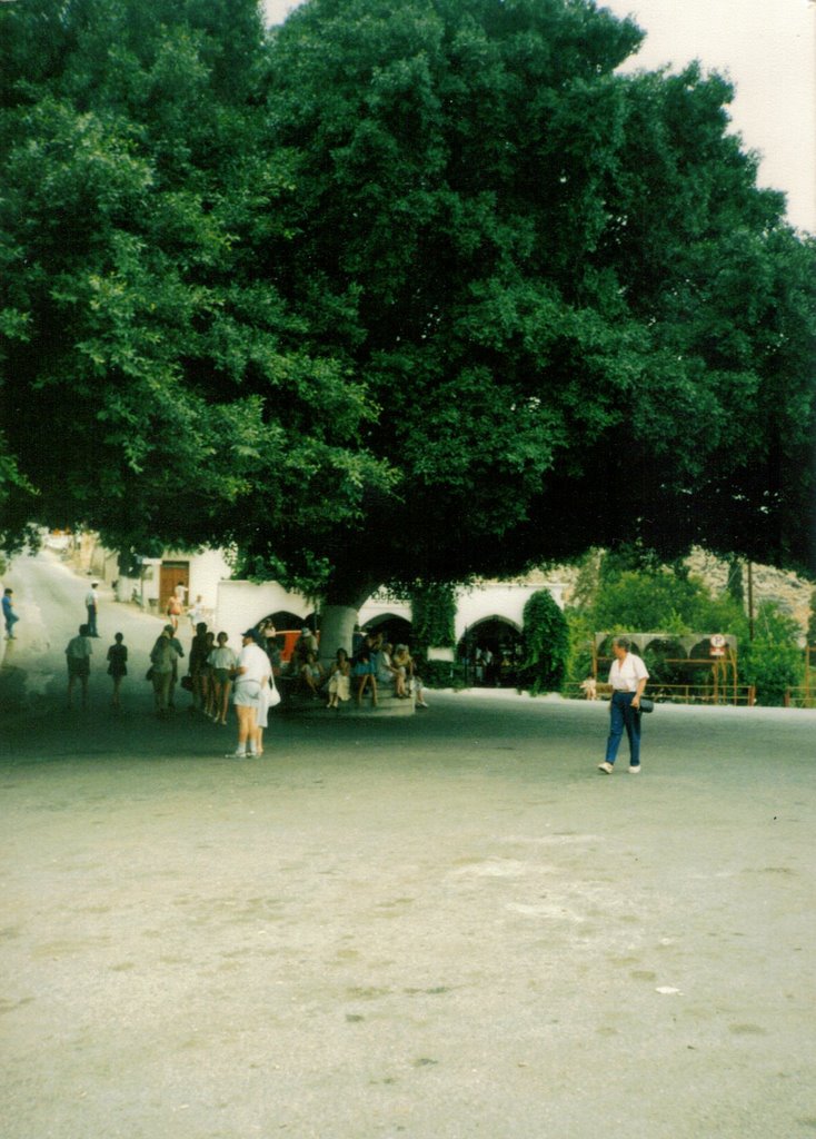 The big tree, Lindos by John Mulder