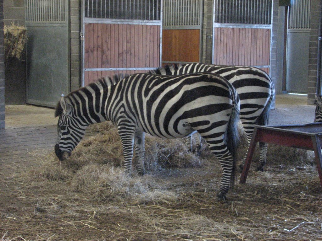 Zebras, Dublin Zoo by Albert Griffiths